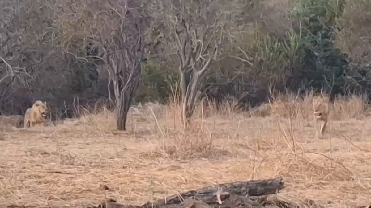 two lions clash wild