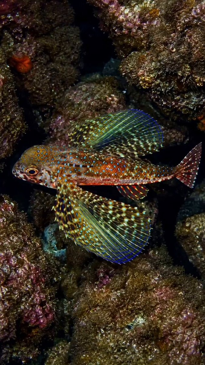 Flying fish underwater colors