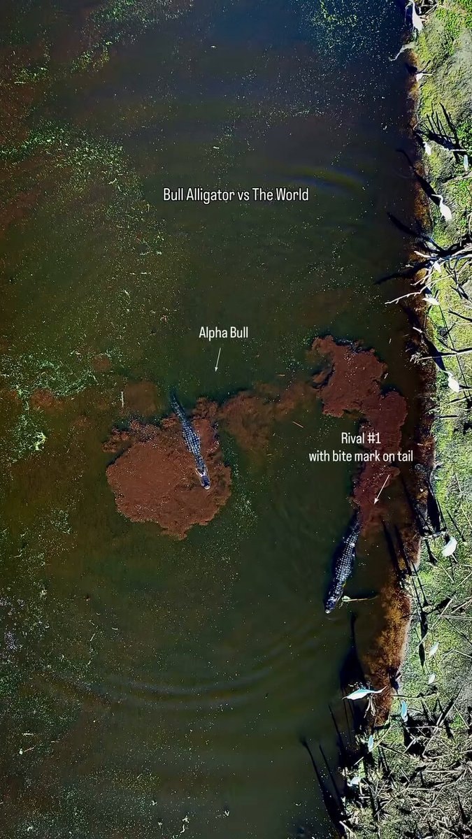 Alpha Bull Alligator territory fight