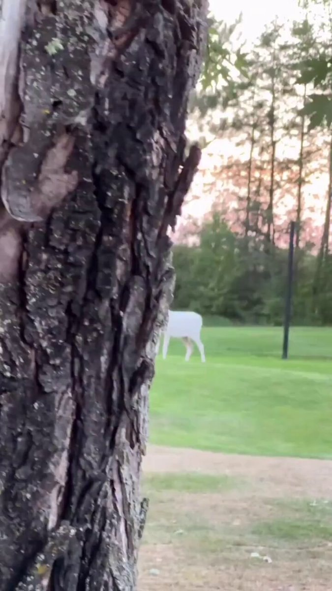 rare white deer sculpture