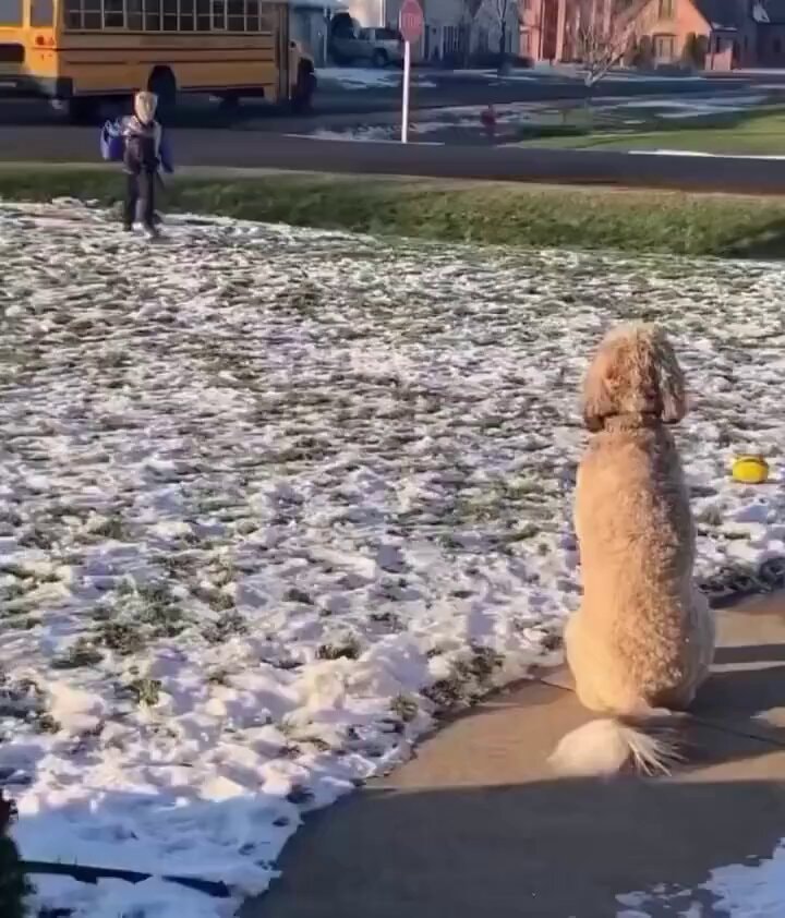 Loyal dog waits for child