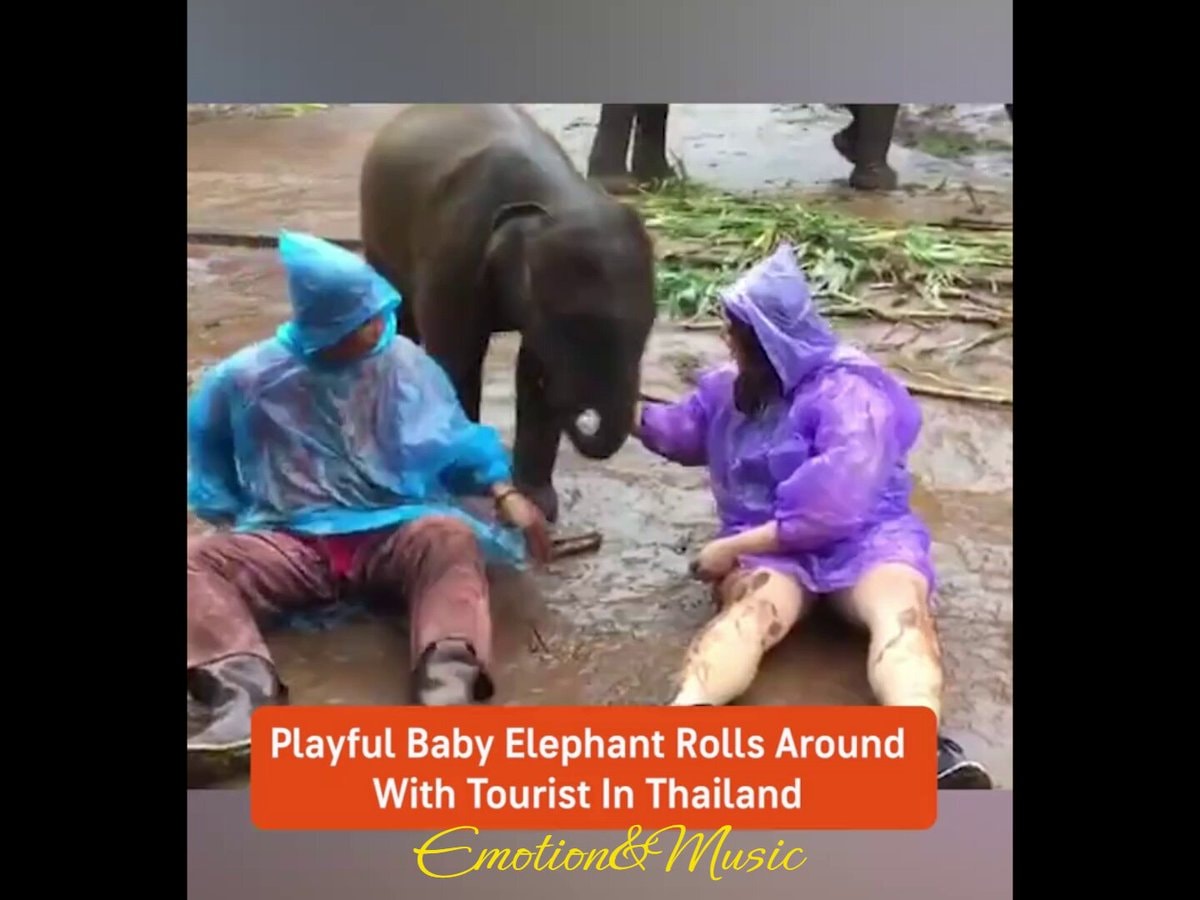 Baby Elephant Rolls With Tourist In Thailand