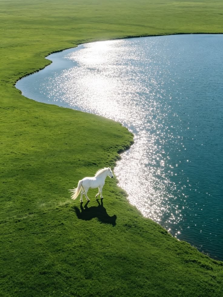 white horse on green hill by lake (photo 1 of 2)