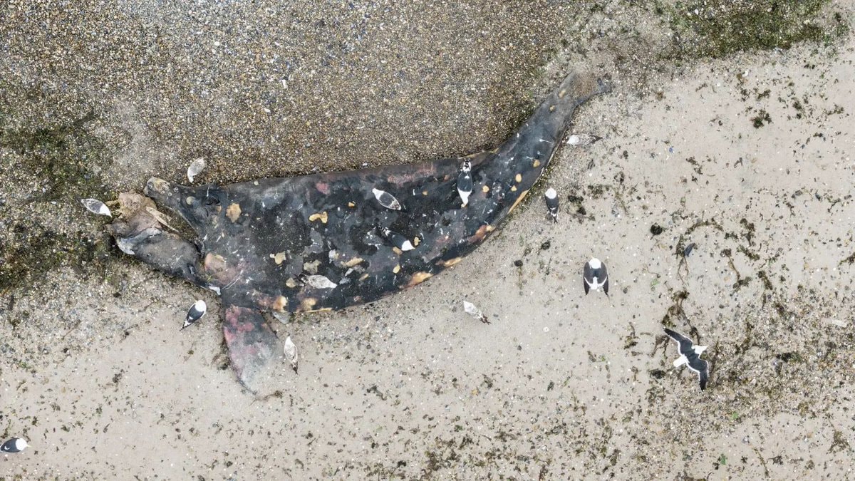 southern right whale calf deaths Argentina