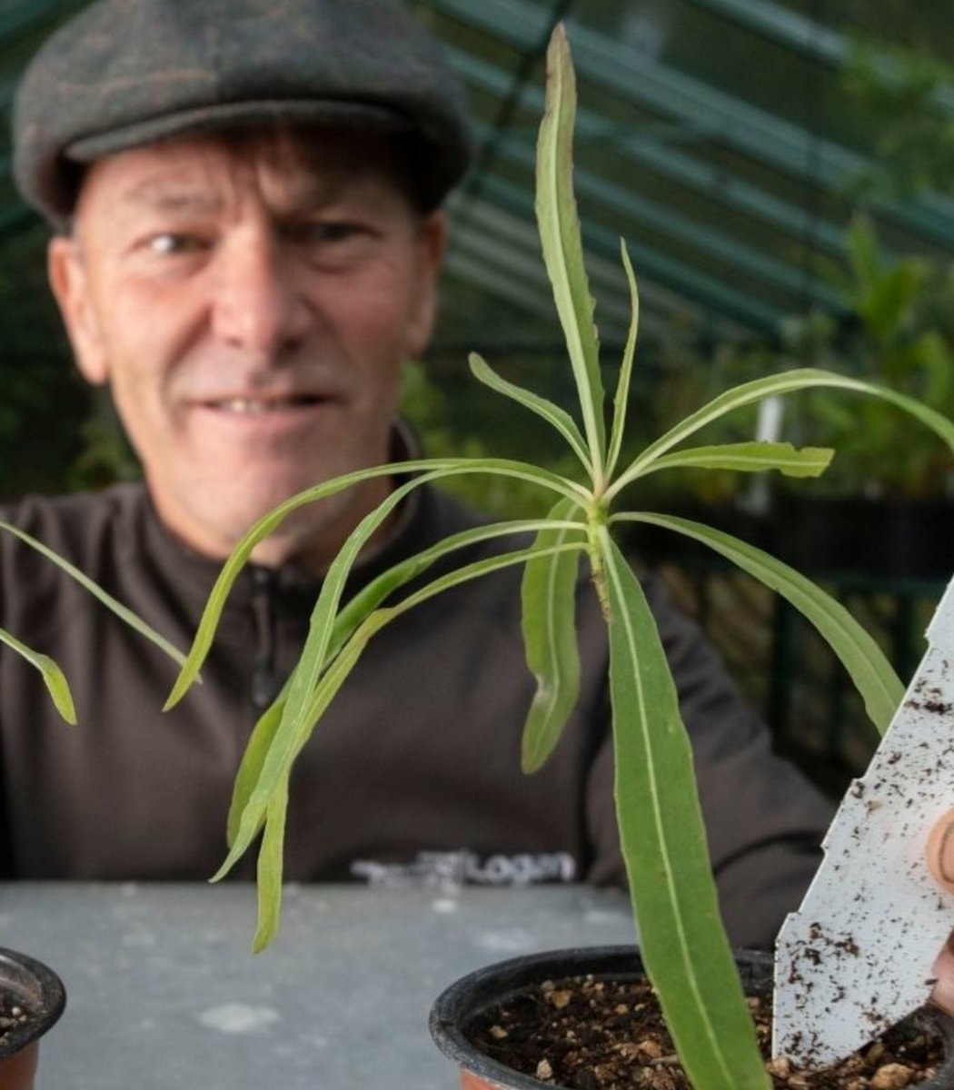 Chilean tree daisy conservation effort (photo 2 of 2)