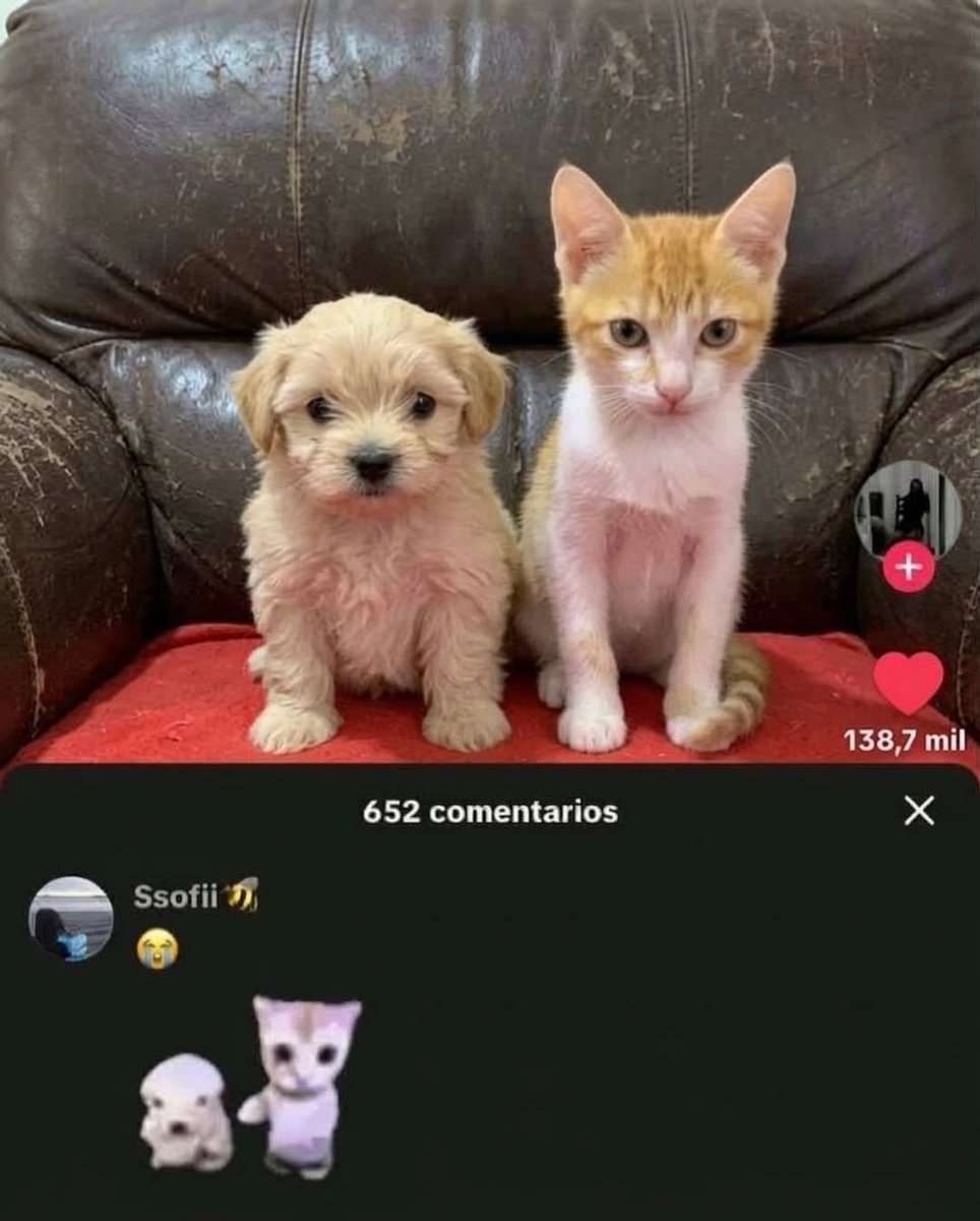 Puppy and kitten on couch Puppy and kitten on couch