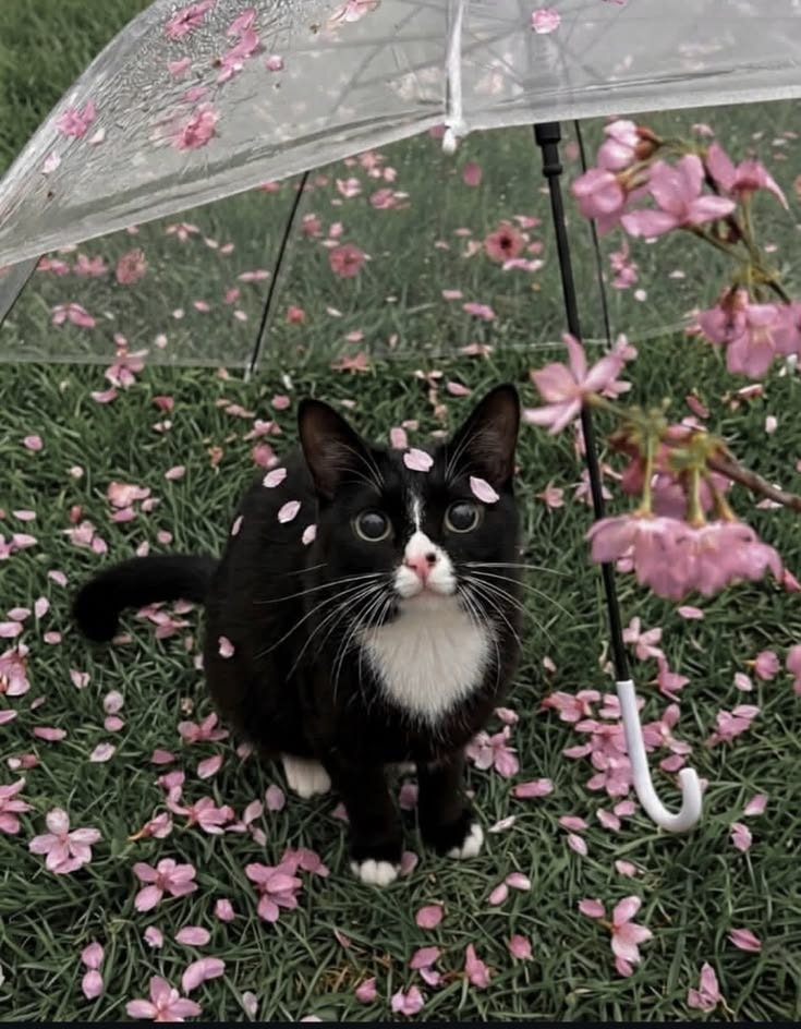 cat with pink flower petals 🥹 (photo 2 of 2)