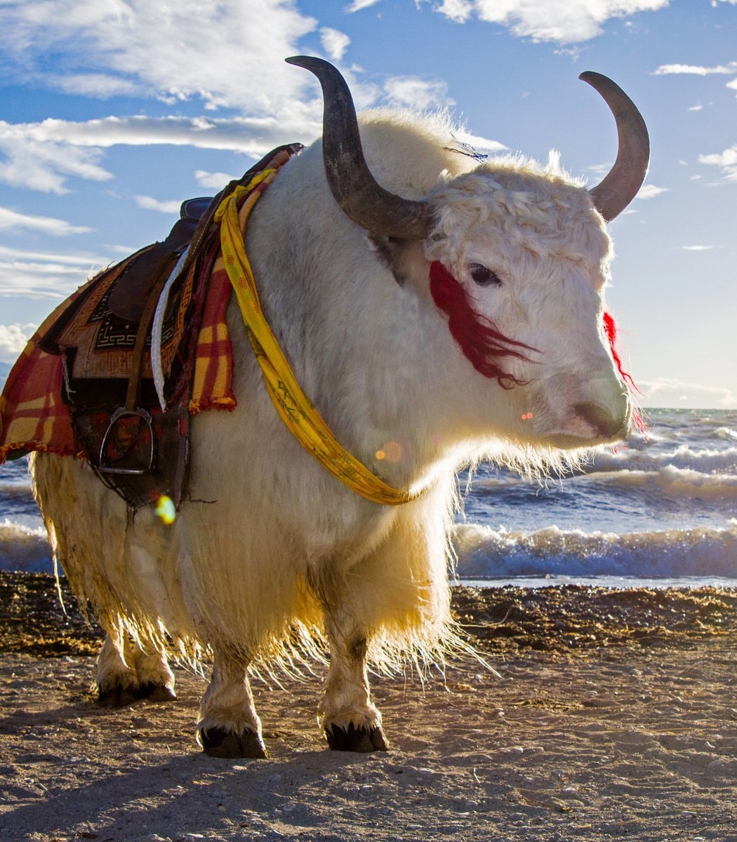 Tibetan Super Yak cloning project
