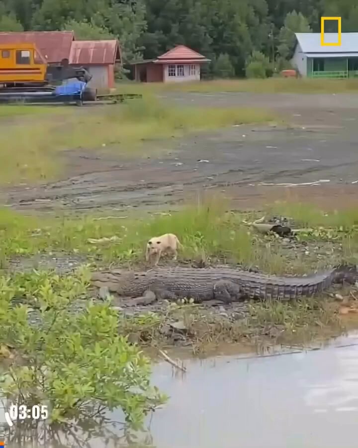 Funny dog alligator moment