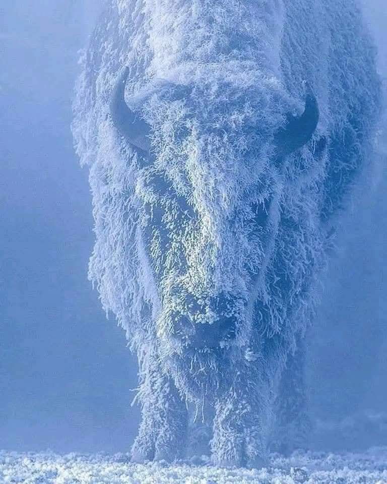 Bison at 35 below zero Yellowstone