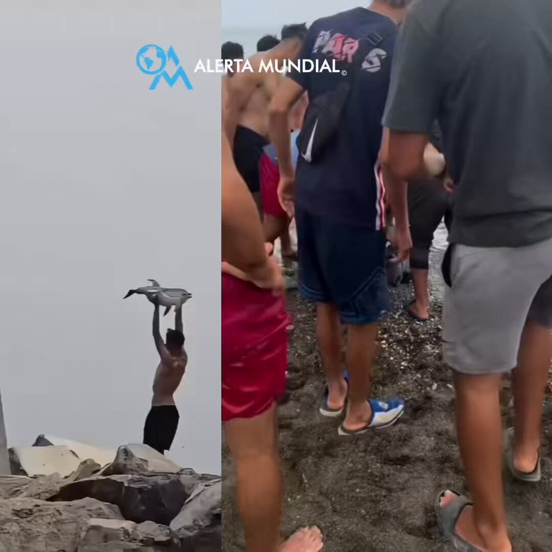 Migrants and dolphin calf at Trampolín de Ceuta