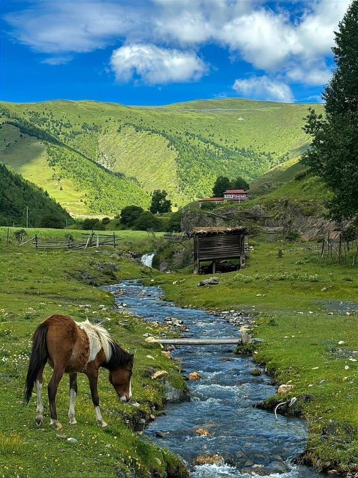 Switzerland lone horse