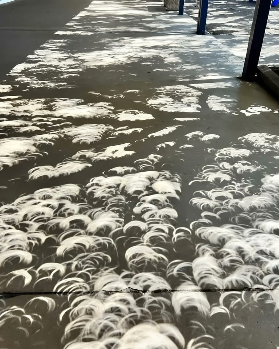Crescent shadows during an eclipse (photo 3 of 4)