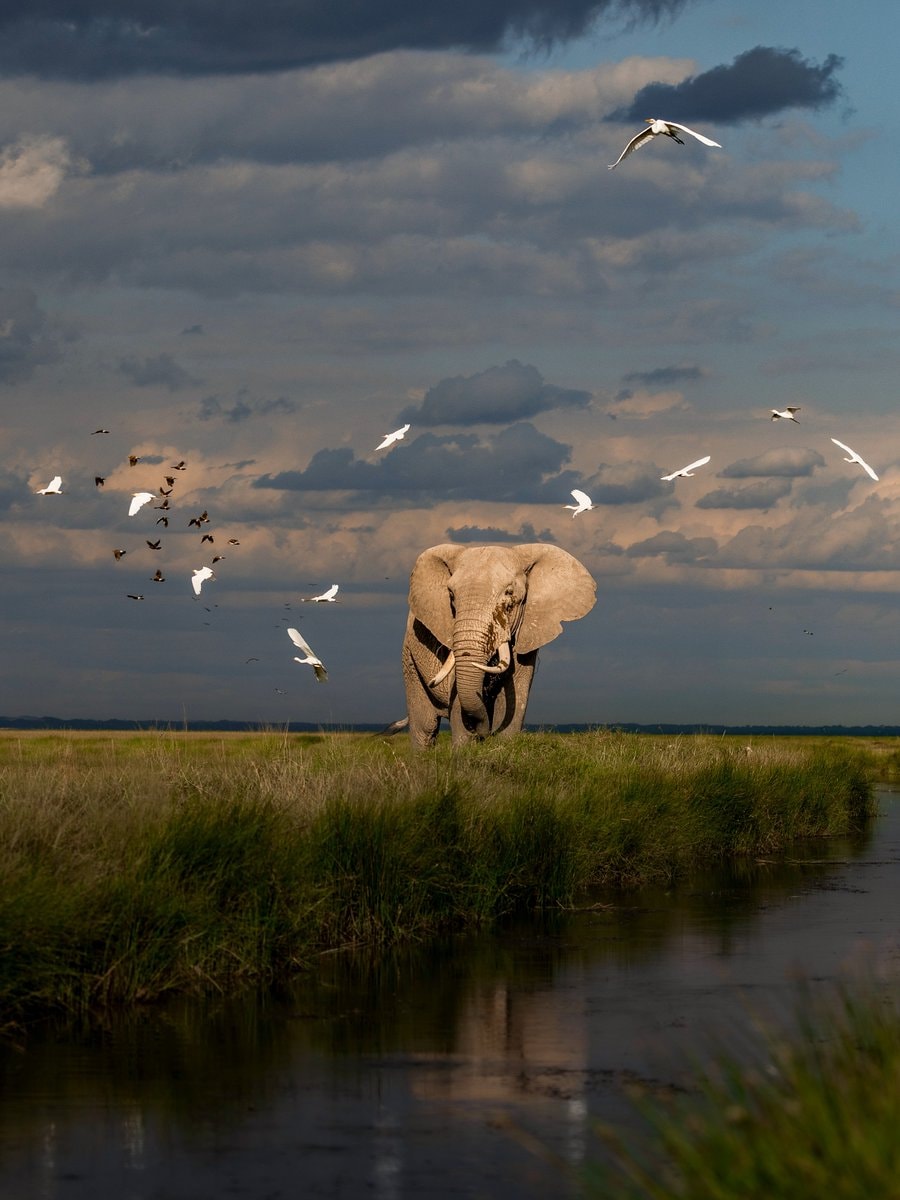 Elephant and white birds in grassy field (photo 2 of 2)