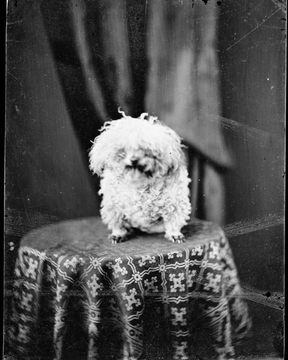 Earliest known dog photoshoot Earliest known dog photoshoot