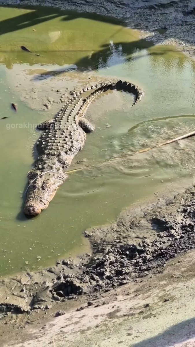 crocodile rescue needs patience