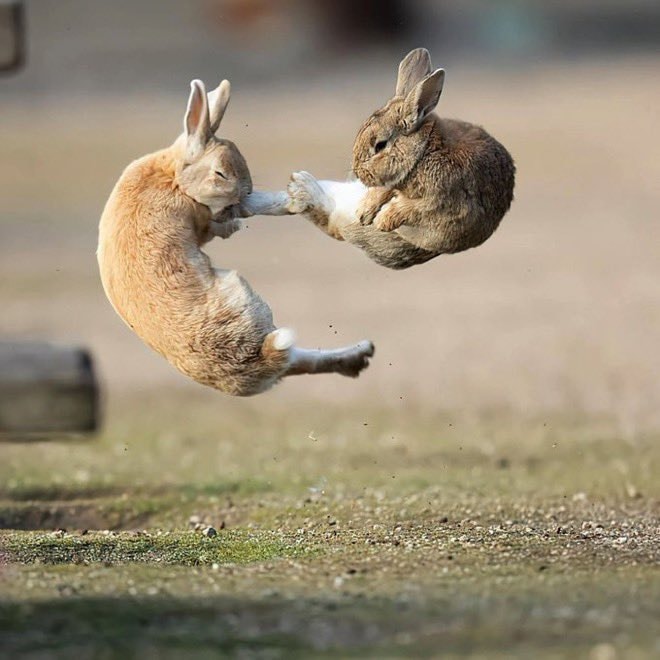 Rabbits battling mid-air in Japan Rabbits battling mid-air in Japan