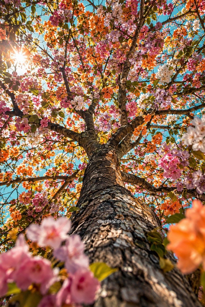 flowering tree pink orange white flowering tree pink orange white