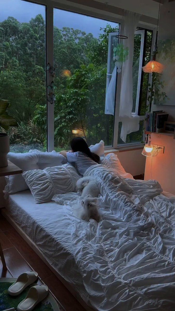 peaceful morning with dogs by the window