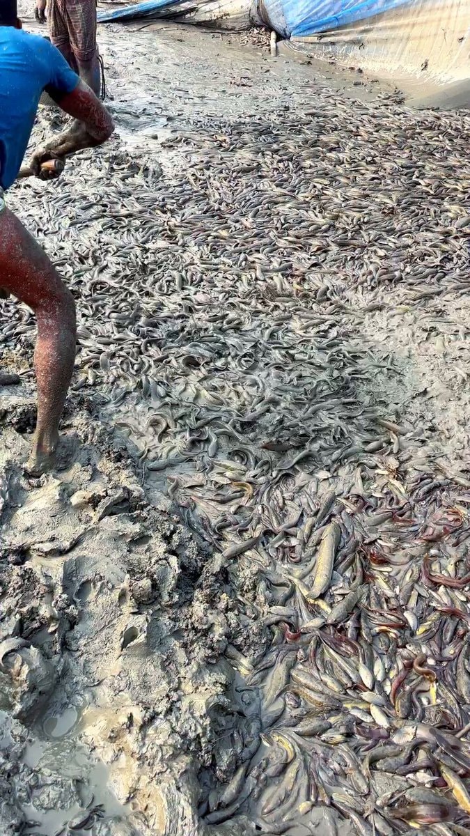 massive fish harvest from muddy pond