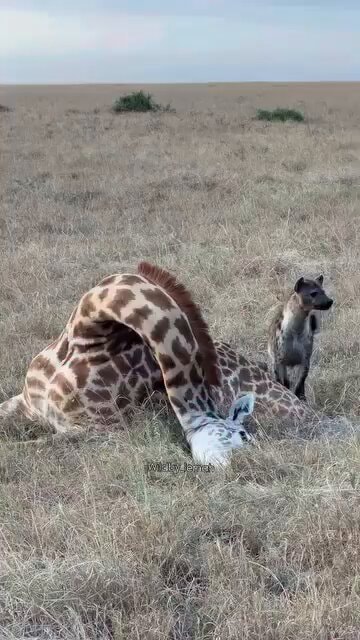 giraffe death during birth