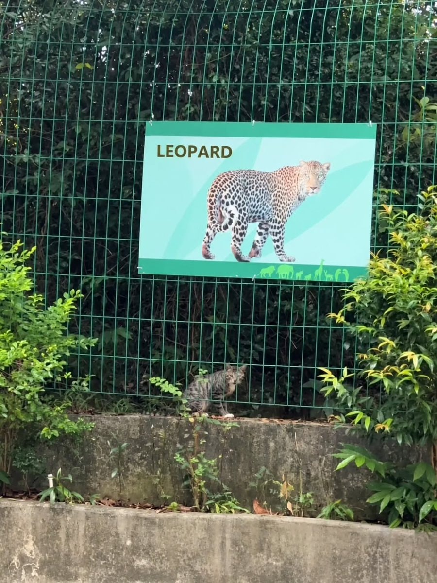 cat by leopard sign cat by leopard sign