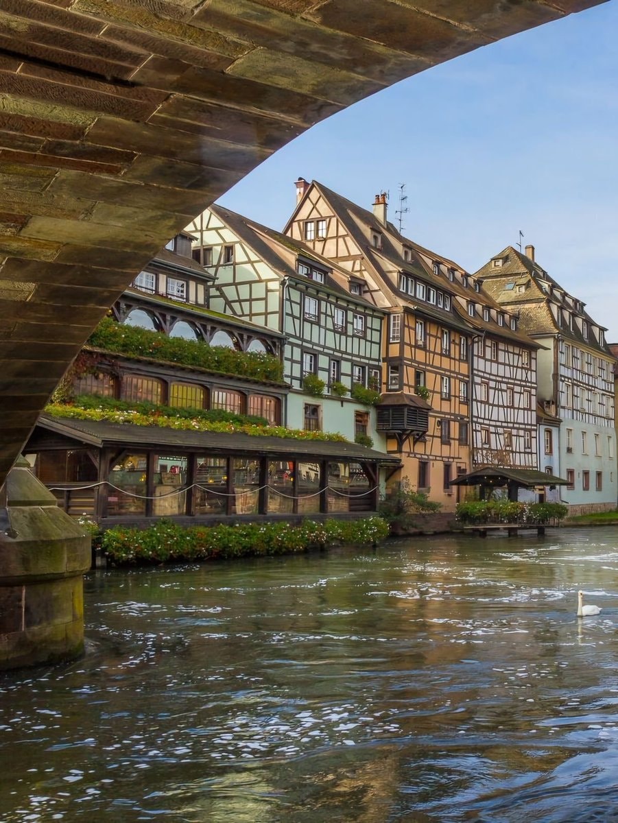 Strasbourg France swans (photo 4 of 4)