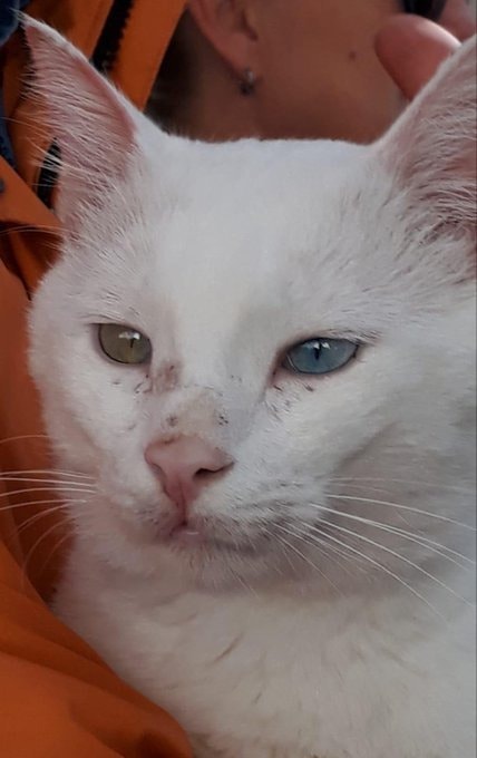 Van cat with heterochromia in Türkiye