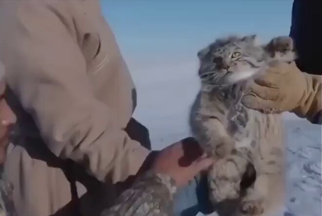 Fluffy Pallas's cat captured