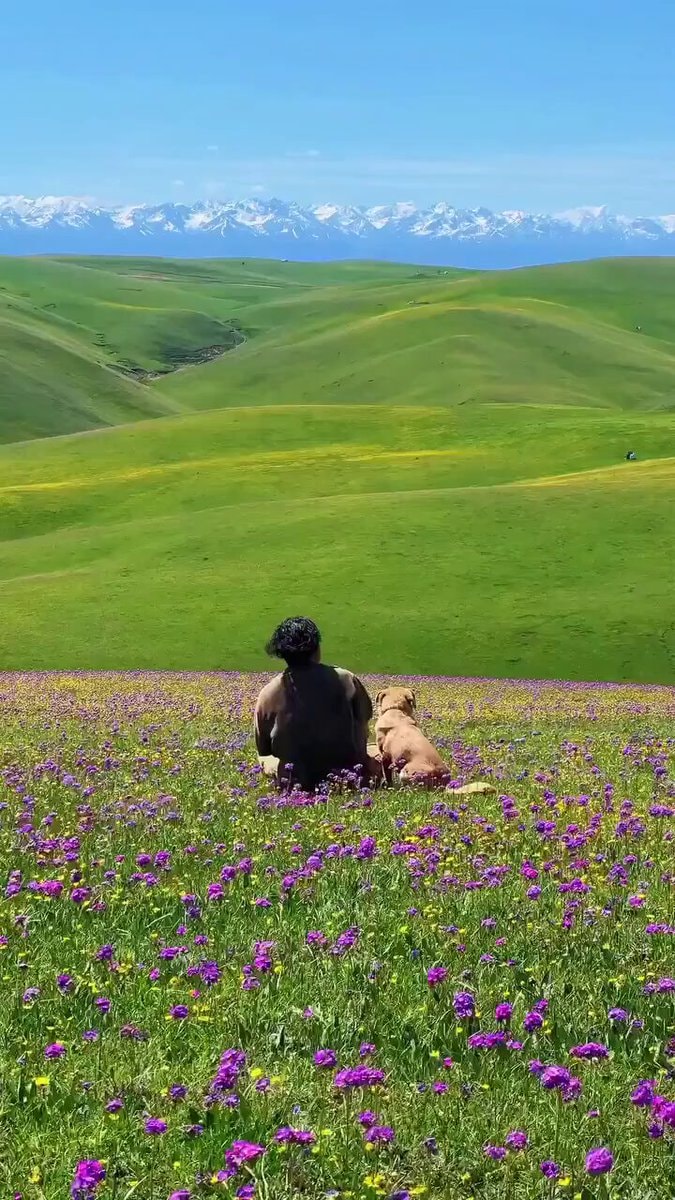 person and dog in purple flower field mountains