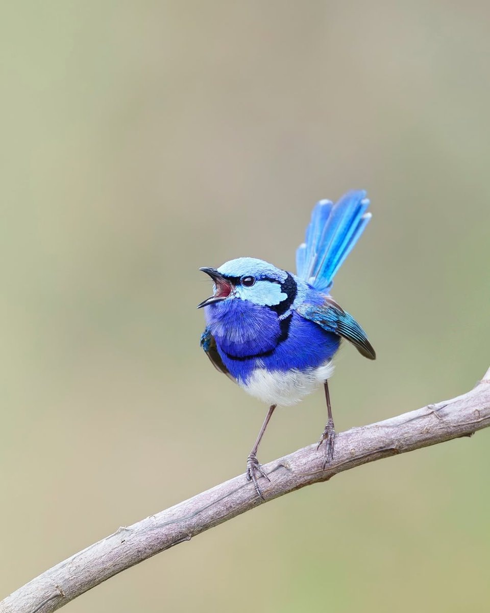Splendid fairywren in rain