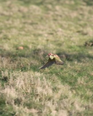 Martin Le-May weasel woodpecker photo (photo 2 of 2)
