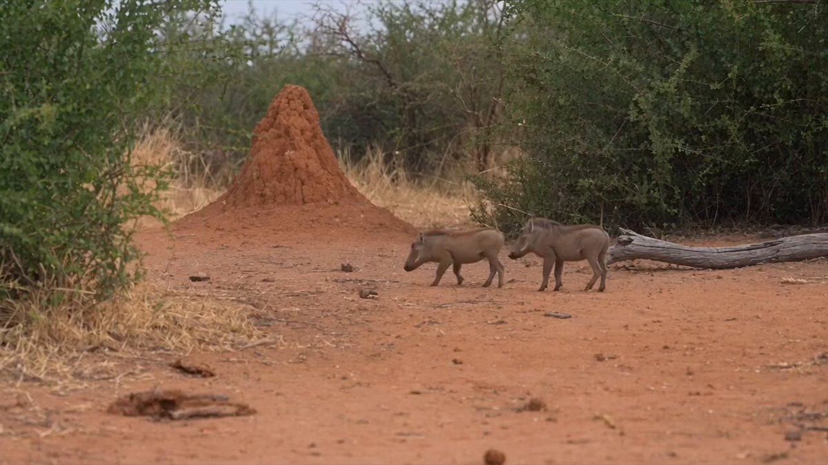 Warthogs life and death