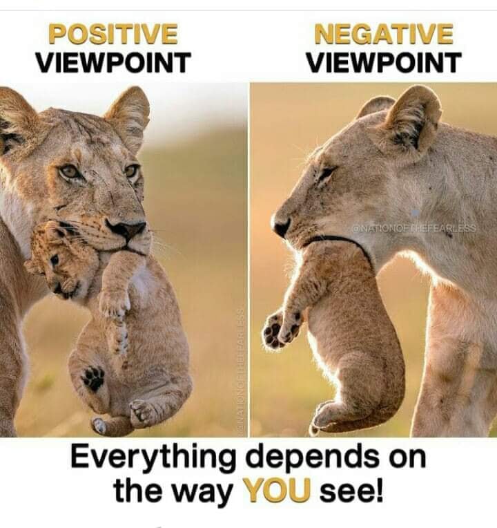 Nature Scenery Lioness Cub Viewpoint Meme Nature Scenery Lioness Cub Viewpoint Meme