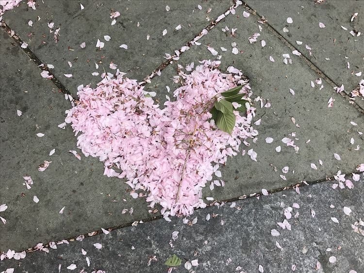 cherry blossom petals heart on road (photo 2 of 2)