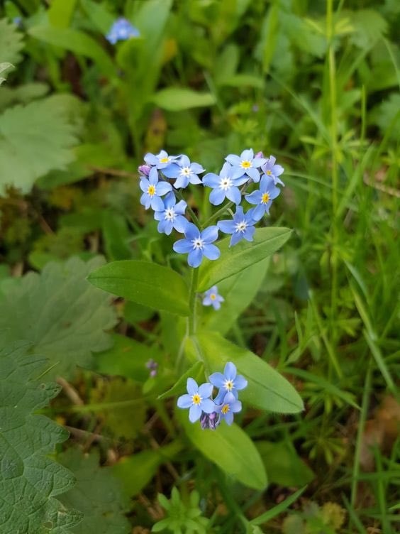 Heart Shaped Forget Me Nots (photo 2 of 2)