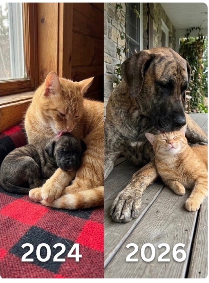 cat and dog friends forever