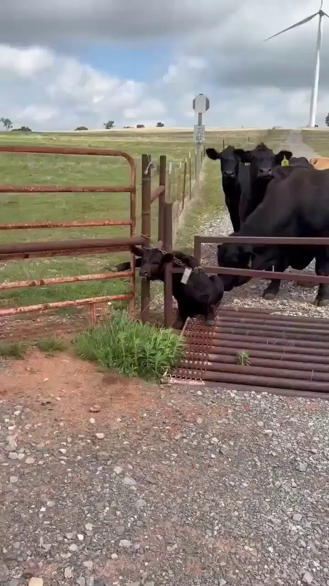 UPS driver rescues trapped calf