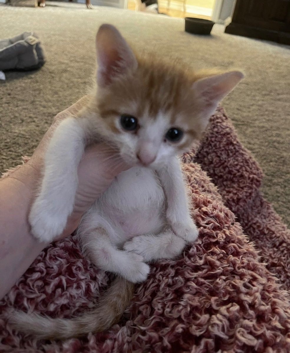 tiny orange and white kitten