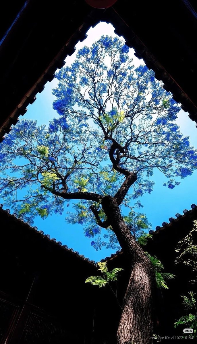 Blue flower tree in bloom
