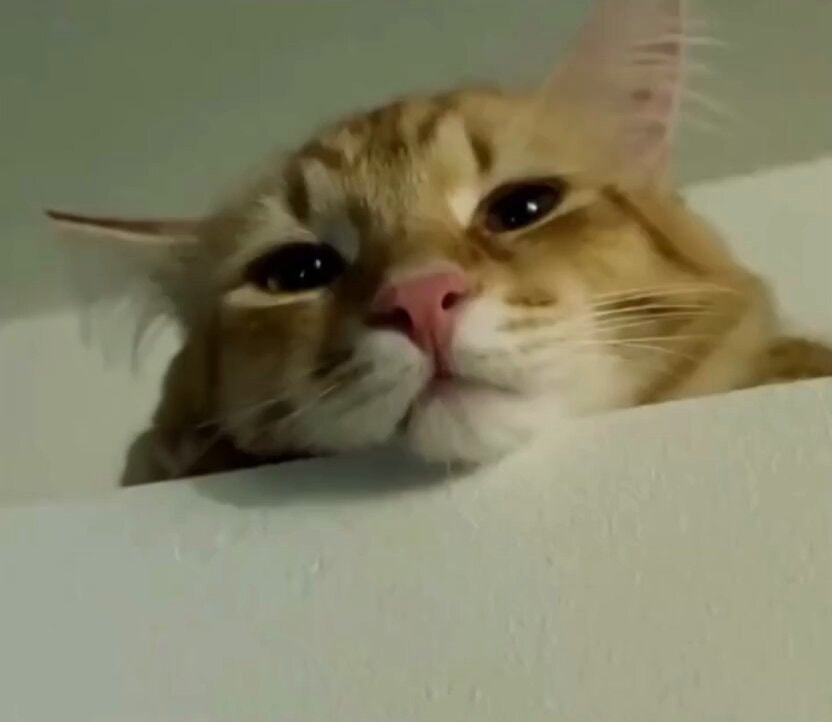 ginger cat holiday reminder ginger cat holiday reminder