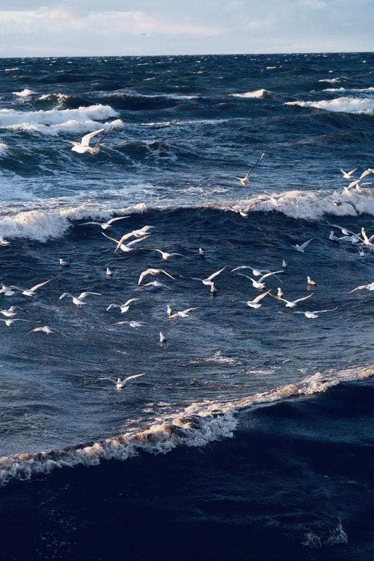 seagulls over choppy ocean