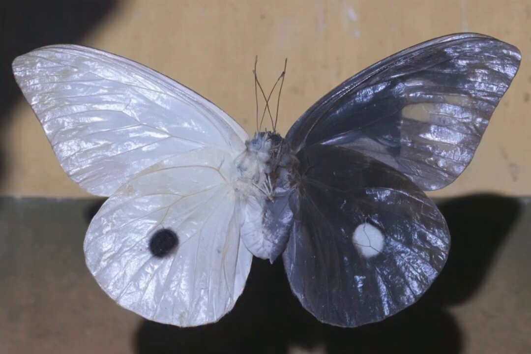 yin yang