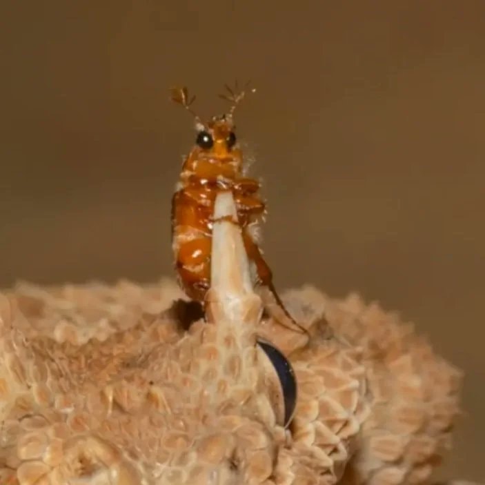 Horned viper with insect (photo 2 of 2)