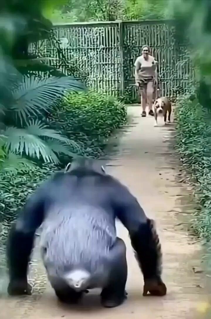 Animals raised together reunite ❤️