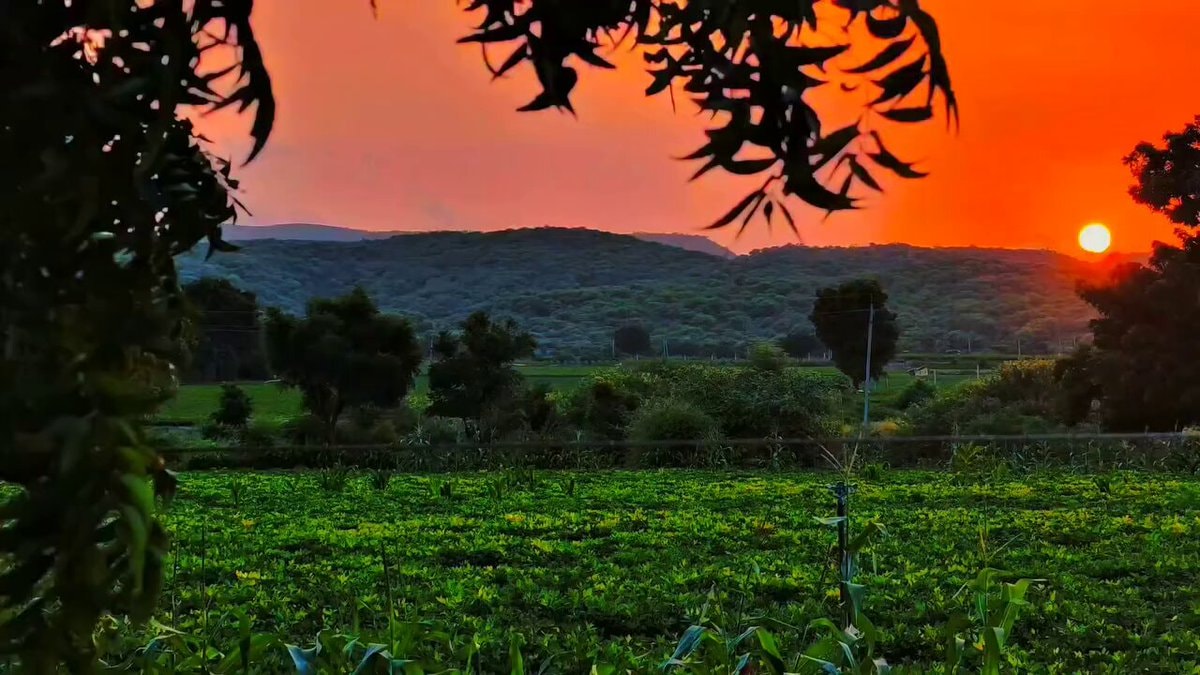 Sunset over green landscape