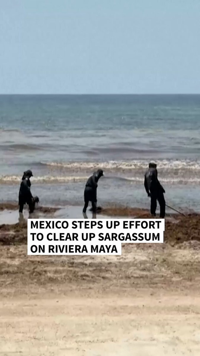 Mexico sargassum cleanup Riviera Maya