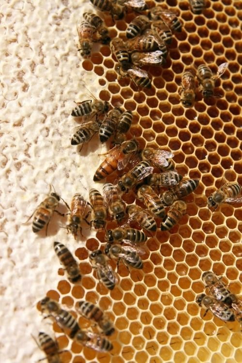 bees endangered list (photo 2 of 2)