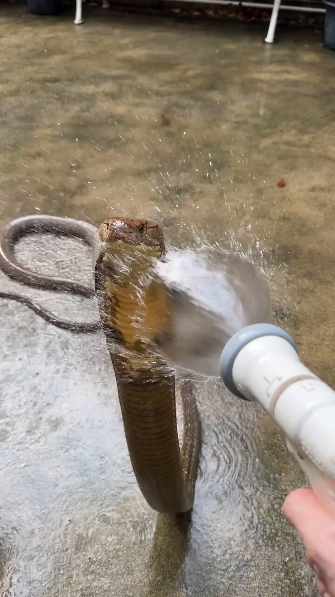 King Cobra Hood Flared At Water Spray