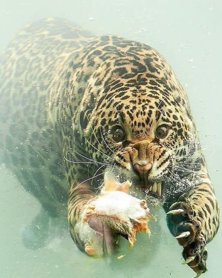 Herbert van der Beek jaguar underwater (photo 2 of 2)